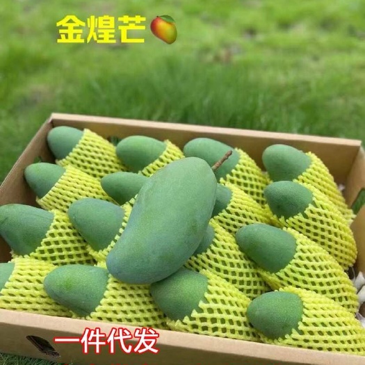 百色广西百色金煌芒果 一件代发 新鲜大芒果当季热带水果甜心水
