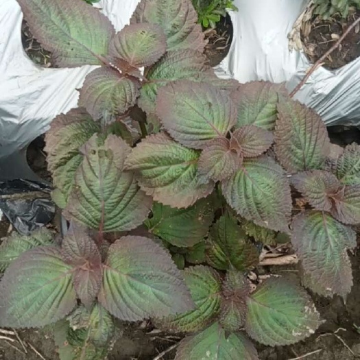 成都紫苏盆栽，自1 产8自0销8量4大8从6优2欢6迎3选8购