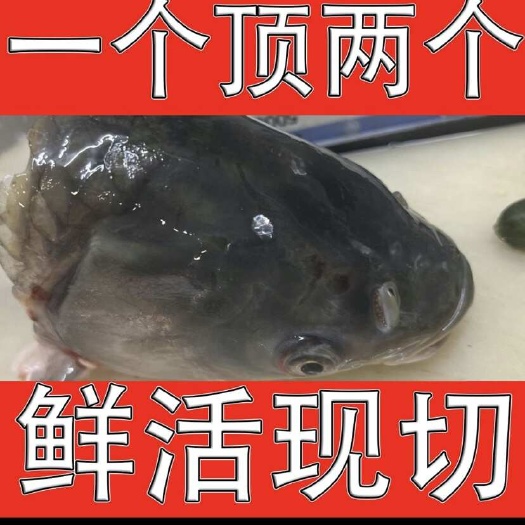 江门新鲜草鱼鱼头便宜出，大量长期有货