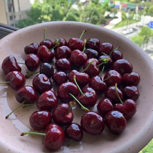 汉源县黑珍珠樱桃