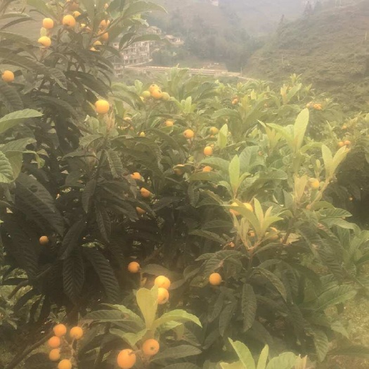 镇雄县大五星枇杷，基地货源，无中间商