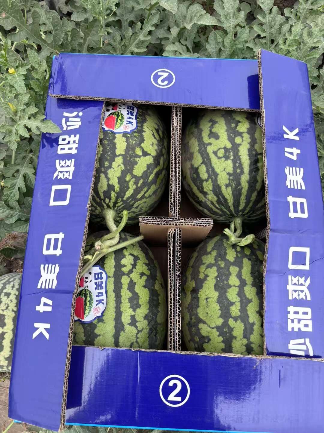 陕西甘美4K,高密度瓜瓤，大红瓤小薄皮，糖度14+保质保量