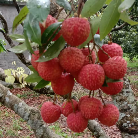 广州桂味