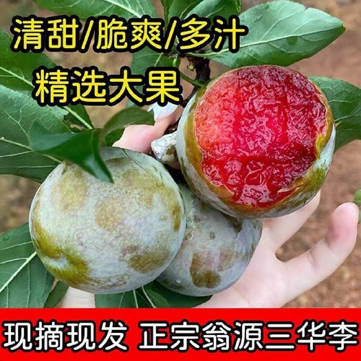 翁源县翁源三华李红心大果新鲜酸甜爽脆李子孕妇水果广东韶关现摘李子