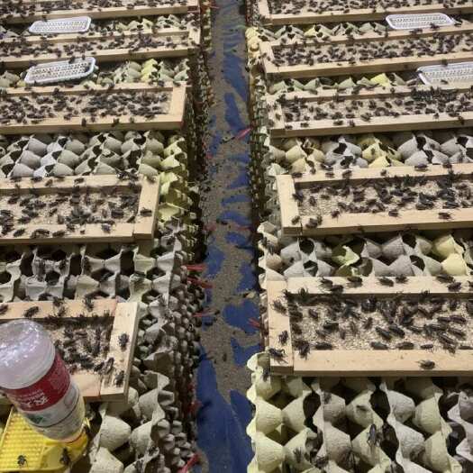 南乐县蟋蟀活体、冻货、干货。