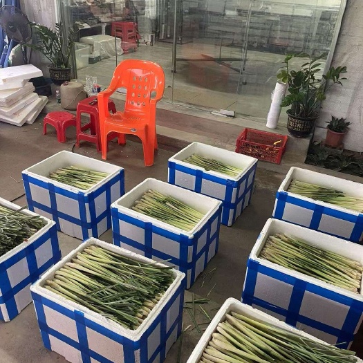 东莞市香茅草，柠檬叶，芭蕉叶，木瓜，南姜