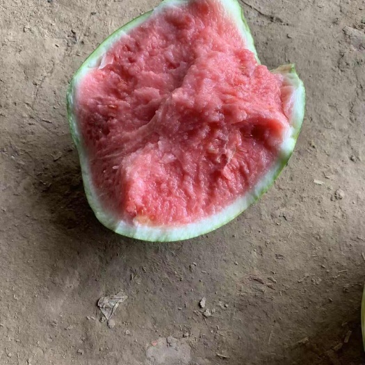献县献县西瓜甜瓜代办代发
