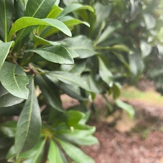 缙云县杨梅