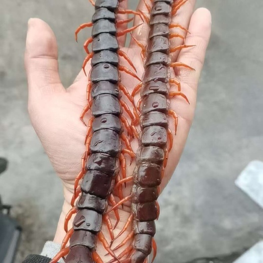 广州大蜈蚣