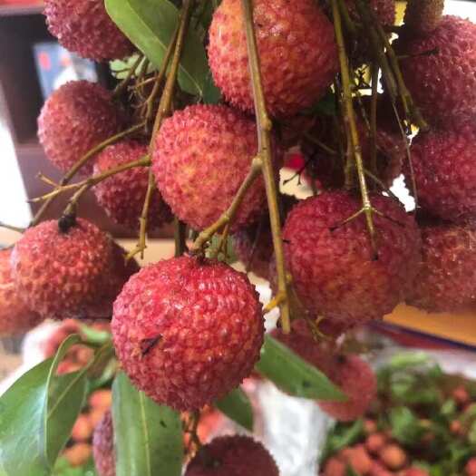 广州广州增城桂味，进奉荔枝批发零售（可代办），6月中下旬大量上市