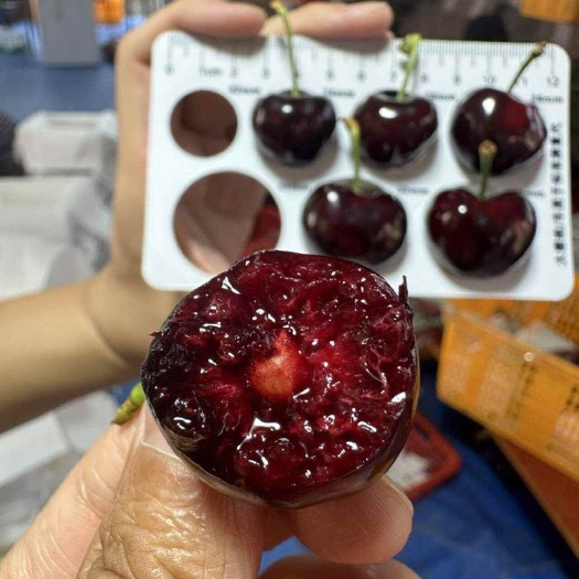 汉源黑珍珠大樱桃·高海拔套袋果