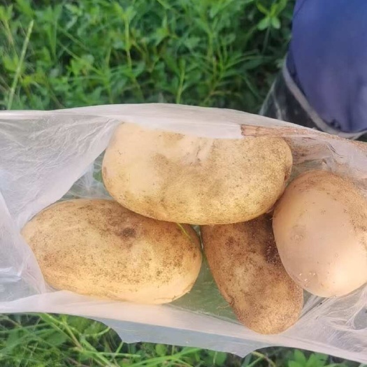 土豆