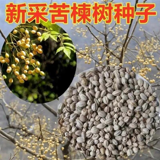 新采苦楝树种子 苦楝种子 楝树紫花树种子楝枣种子苦楝子种籽包