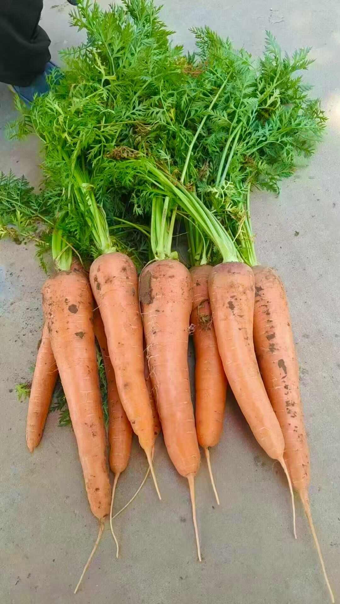百亩胡萝卜种植基地批发