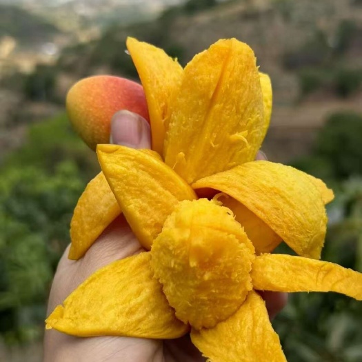 攀枝花电商推荐（攀枝花小贵妃甜芒果）
