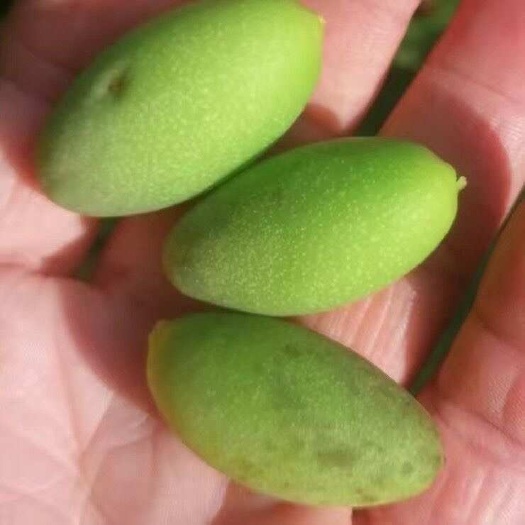 揭西县广东￼潮汕新鲜橄榄儿童煲汤泡水青果自家种植现摘现发泡酒余甘果