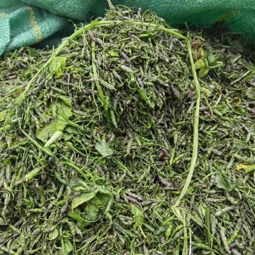 保山新鲜山葵种子