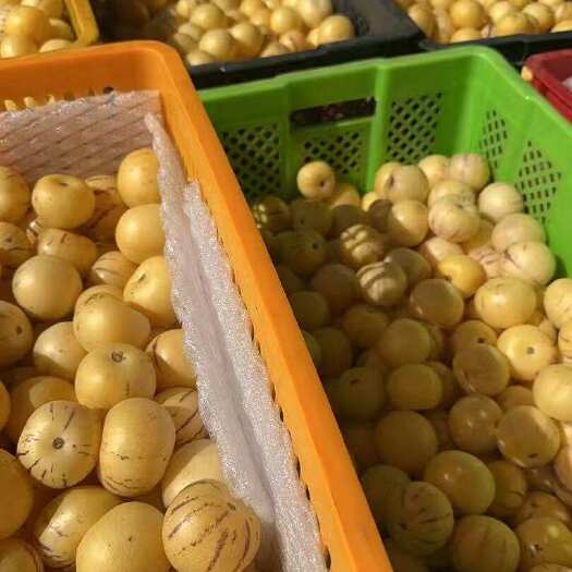 石林树上熟人参果一件起批支持代发