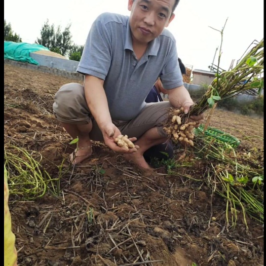 天津花生果仁