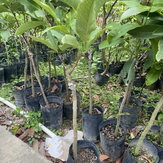 普宁市广东揭阳优质莲雾种苗基地直销普宁发货水果苗木批发零售