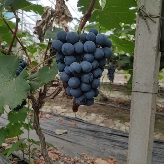 夏黑葡萄