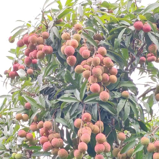 东莞市新鲜荔枝，甜得很