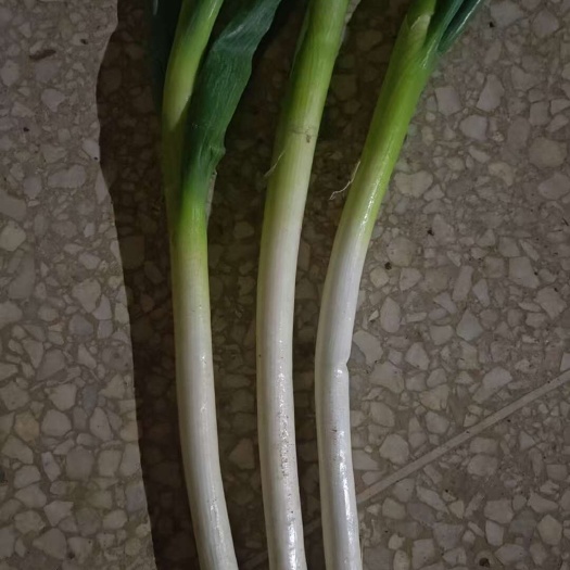 新野县铁杆大葱.大葱