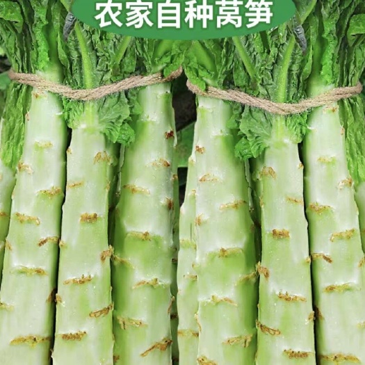 香格里拉云南高山自种莴笋口感清甜有几十吨现砍