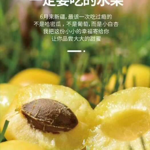 轮台县咬破薄皮见蜜瓤，轮台白杏鲜甜香