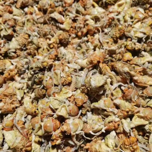 灵宝市金蝉白蝉现货