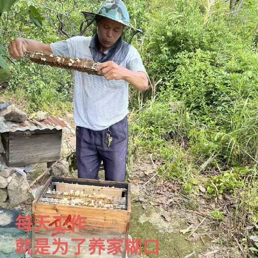 深圳农家天然土蜂蜜
