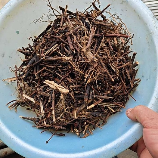 安溪县九节茶干货