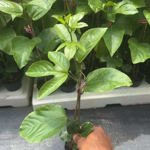 浦北县量大优惠 黄金百香果九号」嫁接苗，生长快，当年种植即可挂果