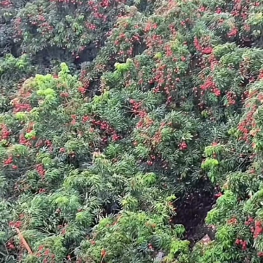 钦州新鲜直达：清晨采摘，产地直发，冷链速运，