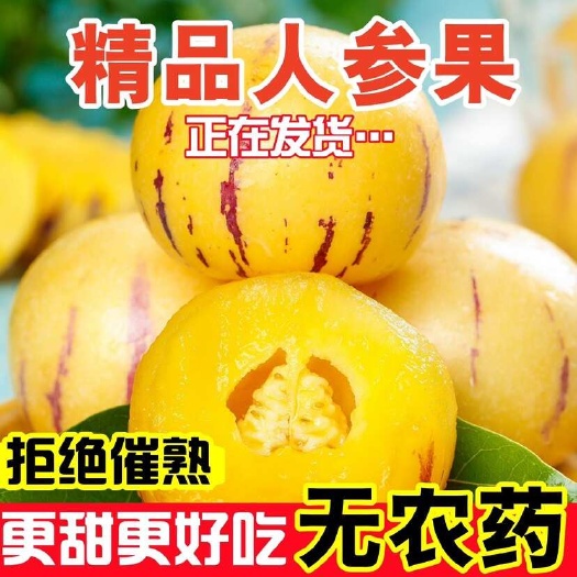 泸西县云南石林人参果树熟果圆果清甜多汁老人孕妇小孩皆宜批发整箱发货