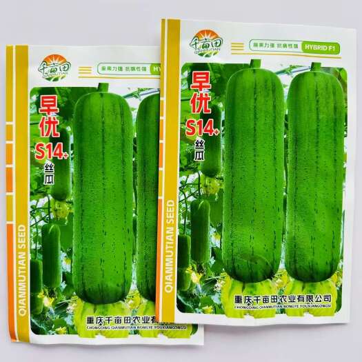 沭阳县早优S14丝瓜种子早熟黑籽短棒丝瓜种子抗病产耐寒短筒形丝瓜
