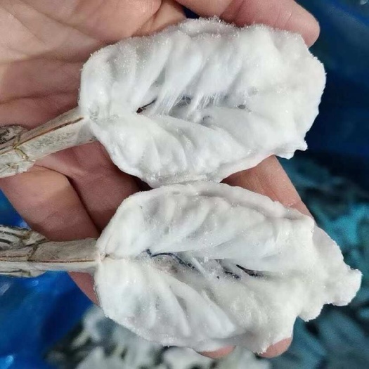 连云港蝴蝶虾仁凤尾虾去头去壳留尾青虾仁开背对虾仁商用新鲜水煮汉虾