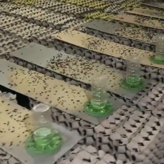 阜阳安徽阜阳新鲜活体双斑油葫芦蟋蟀供应，宠物饲料，高蛋白昆虫