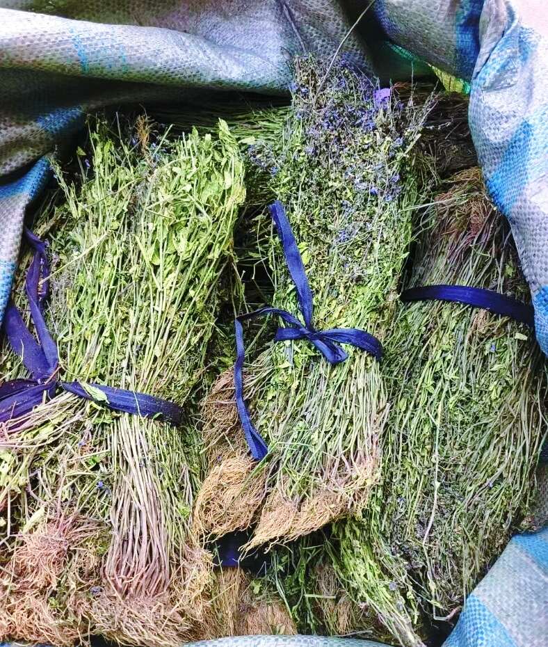 【精品手选】整棵带根优质半枝莲，短杆色青 水洗干净，天然晾晒