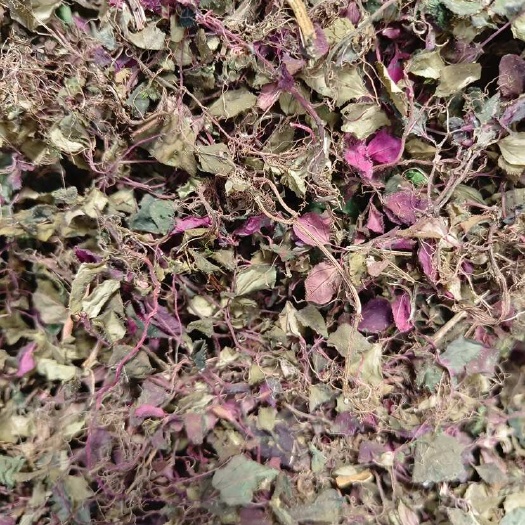 天全县风柜草小叶混色