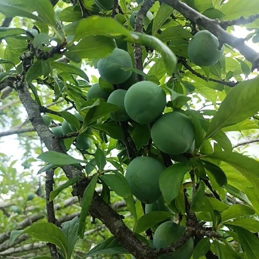 安远县青李子，加工蜜饯青李子商品李