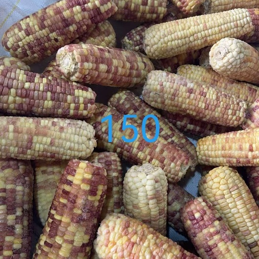 内蒙古沙漠甜糯玉米熟玉米 农副加工速食品 精选花糯