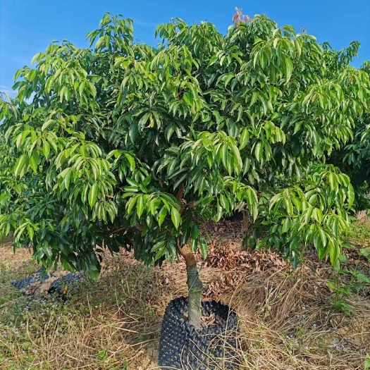 灵山县荔枝苗
