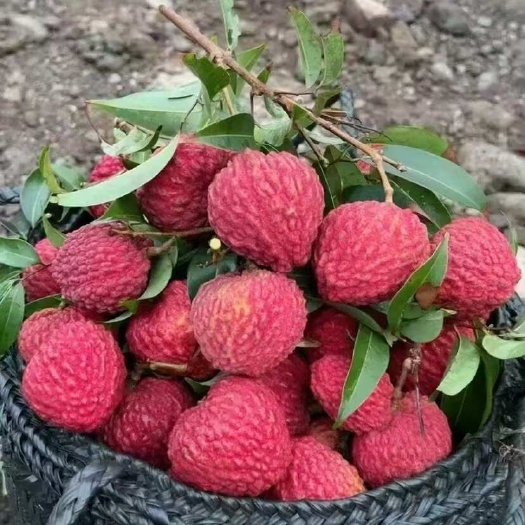 自家种的，￼海口永兴火山岩荔枝王￼