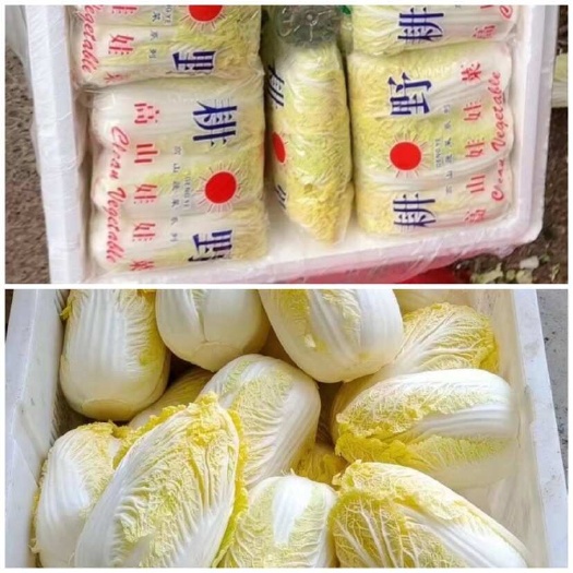 湖北黄心娃娃菜 大娃娃菜、小娃娃菜，提供大型冷库