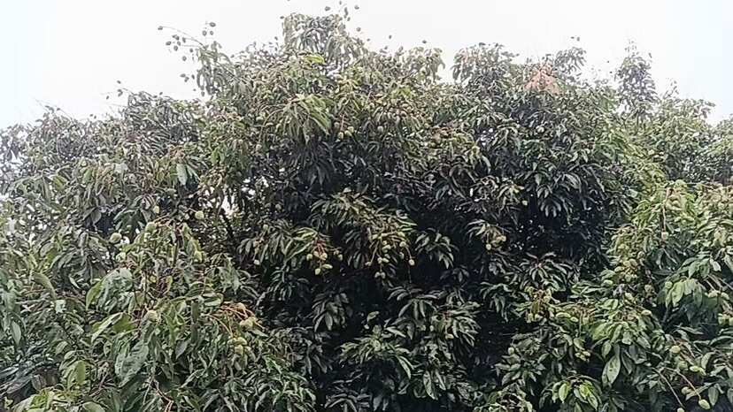 博罗县卖桂味荔枝啦，村里老人不会用网上平台，帮他们试卖