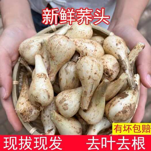 重庆农村新鲜藠头巴子蒜鹅把藠现挖带泥发货5斤电商一件