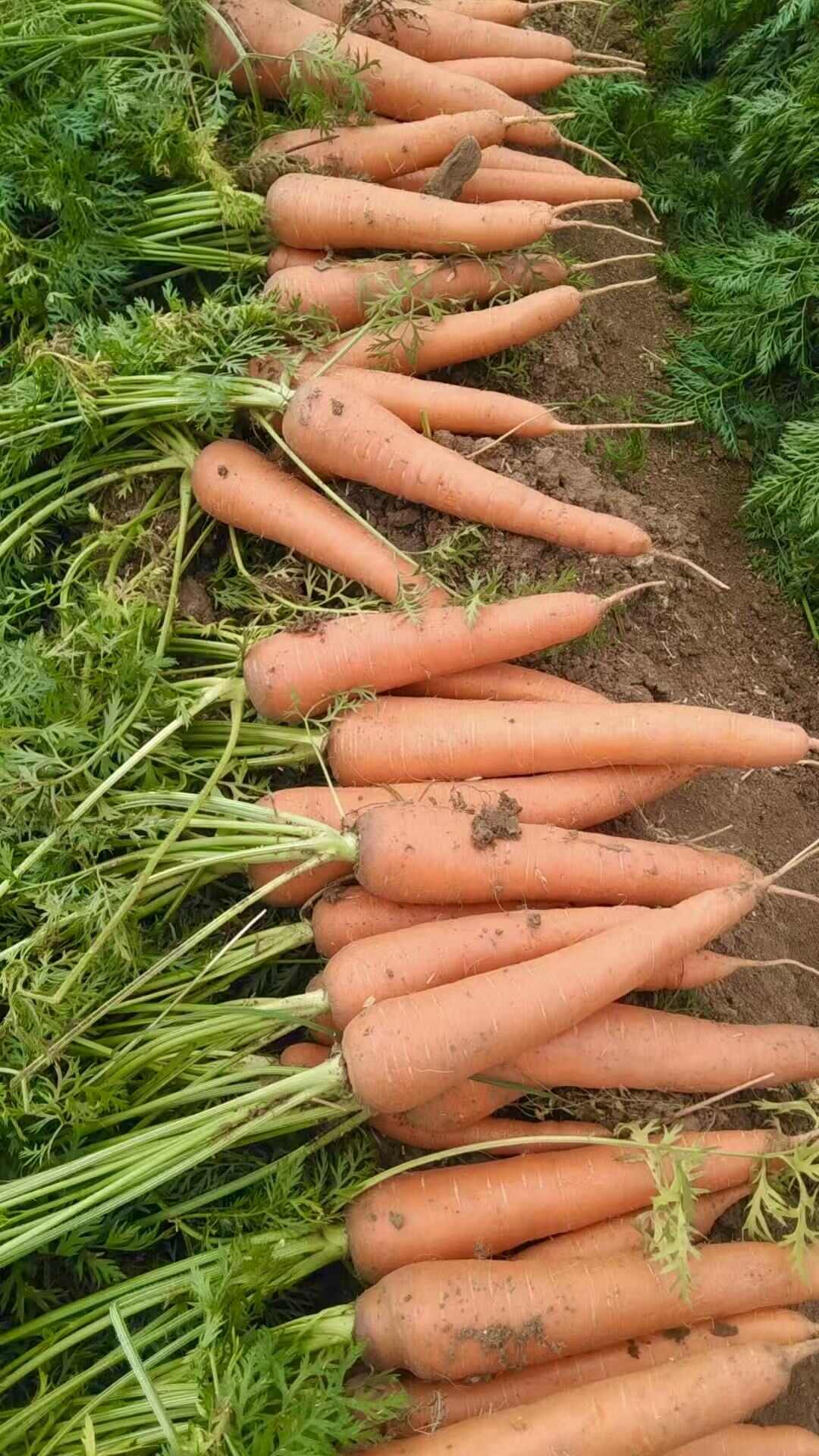 百亩胡萝卜种植基地批发