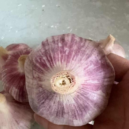 河北邯郸新鲜大蒜产地直发优质蒜香浓郁耐储存