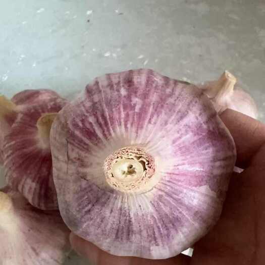 大名县河北邯郸新鲜大蒜产地直发优质蒜香浓郁耐储存